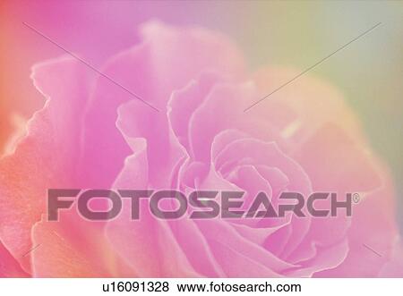 Stock Photo - Close-up of a pink rose. Fotosearch