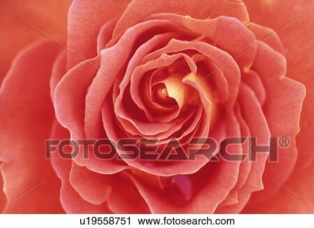 Stock Image - Close-up of a red rose.. Fotosearch