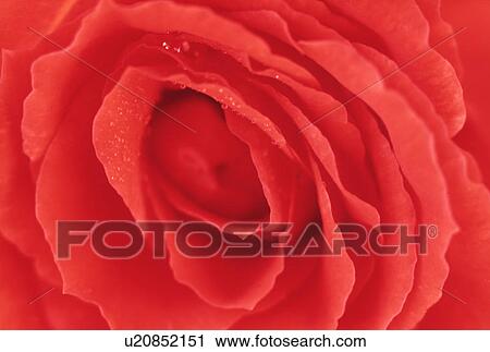 Close-up of a red rose. View Large Photo Image Stock Image - Close-up of a red rose.. Fotosearch