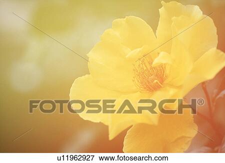 Close-up of a yellow flower View Large Photo Image Stock Photo - Close-up of a yellow flower. Fotosearch