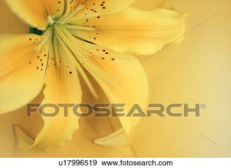 Close-up of a yellow flower View Large Photo Image Stock Photo - Close-up of a yellow flower. Fotosearch