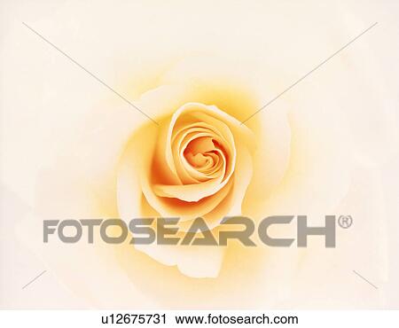 Stock Image - Close-up of a yellow rose.. Fotosearch