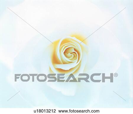 Close-up of a yellow rose. View Large Photo Image Stock Image - Close-up of a yellow rose.. Fotosearch