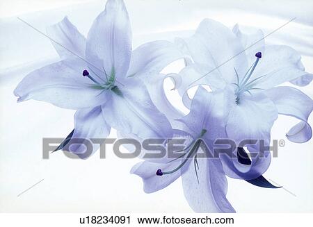 Close-up of beautiful flowers View Large Photo Image Stock Image - Close-up of beautiful flowers. Fotosearch