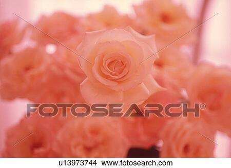Picture - Close-up of beautiful roses.. Fotosearch
