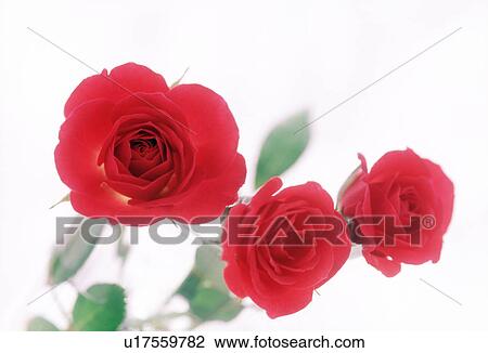 Close-up of beautiful roses. View Large Photo Image Stock Image - Close-up of beautiful roses.. Fotosearch