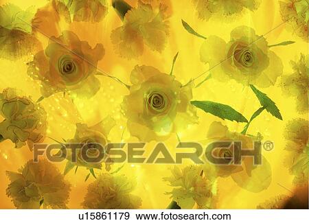 Stock Photo - Close-up of bright yellow roses. Fotosearch