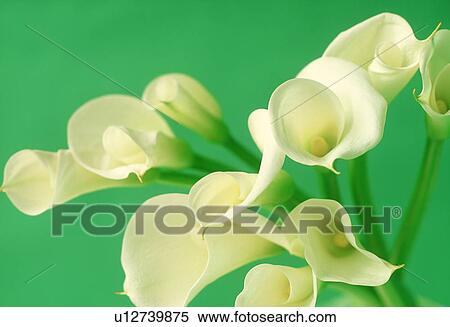 Close-up of cannas. View Large Photo Image Stock Photography - Close-up of cannas.. Fotosearch