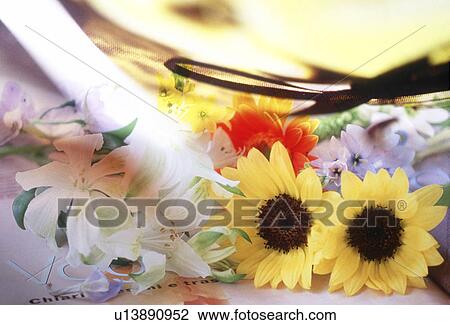 Stock Image - Close-up of colorful flowers.. Fotosearch