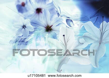 Close-up of flowers View Large Photo Image Stock Image - Close-up of flowers. Fotosearch