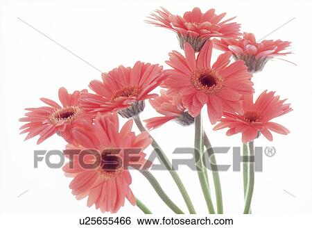 Close-up of flowers View Large Photo Image Stock Photograph - Close-up of flowers. Fotosearch