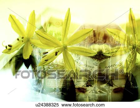 Close-up of flowers with wineglasses in the background View Large Photo Image Stock Photography - Close-up of flowers with wineglasses in the background. Fotosearch