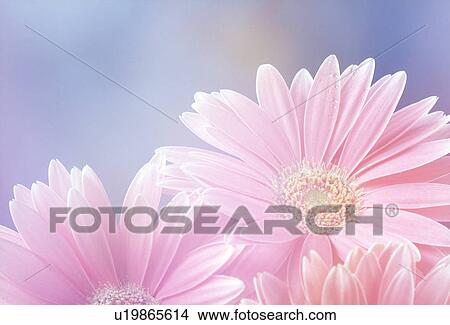 Close-up of pink flowers View Large Photo Image Picture - Close-up of pink flowers. Fotosearch