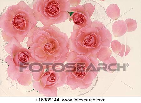 Picture - Close-up of pink roses.. Fotosearch