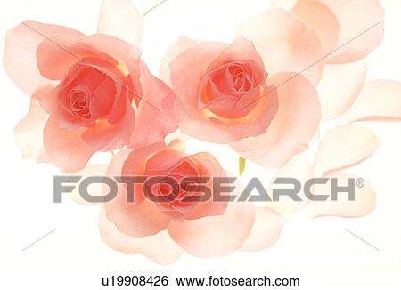 Close-up of pink roses. View Large Photo Image Stock Photograph - Close-up of pink roses.. Fotosearch
