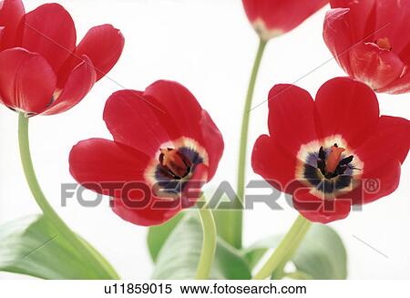 Close-up of red flowers. View Large Photo Image Stock Photography - Close-up of red flowers.. Fotosearch