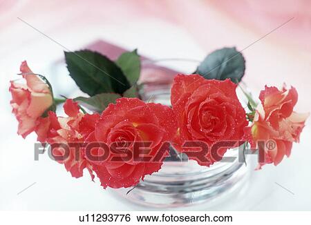 Close-up of roses kept in a bowl View Large Photo Image Stock Photograph - Close-up of roses kept in a bowl. Fotosearch