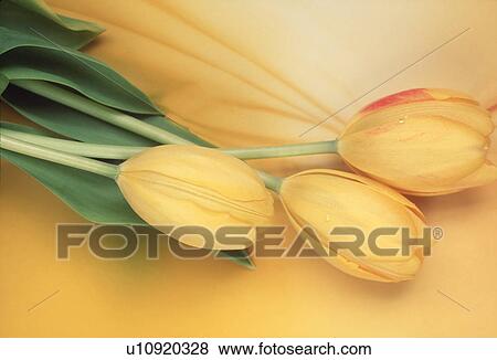 Stock Photo - Close-up of tulips.. Fotosearch