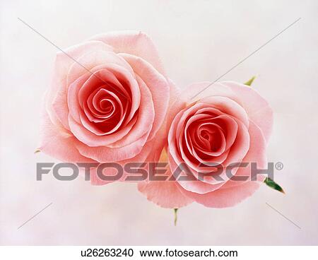 Stock Image - Close-up of two pink roses. Fotosearch