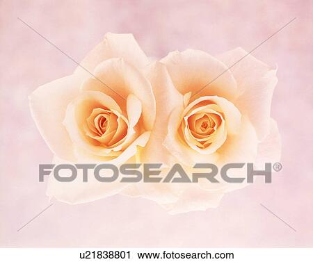 Stock Image - Close-up of two yellow roses. Fotosearch