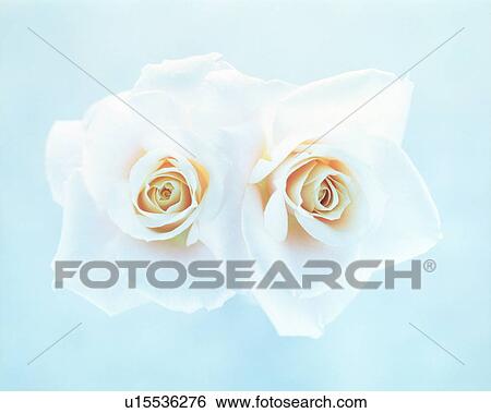 Close-up of two yellow roses View Large Photo Image Stock Photograph - Close-up of two yellow roses. Fotosearch