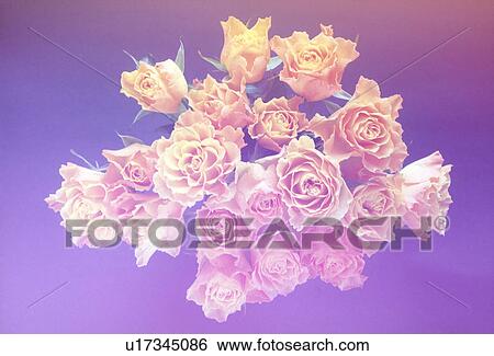 Stock Photograph - View of a bunch of yellow roses. Fotosearch