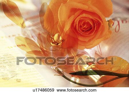 Stock Photo - View of an orange colored rose. Fotosearch