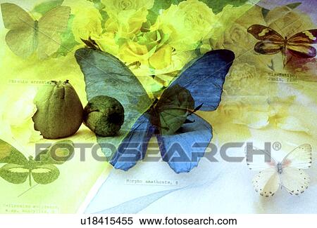 Stock Photography - View of butterflies and flowers. Fotosearch