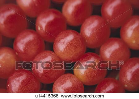 Stock Photograph - Cherry. Fotosearch