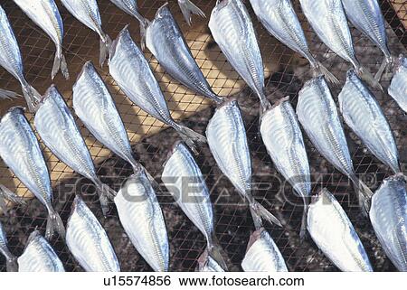 Stock Photograph - Dried Filefish. Fotosearch