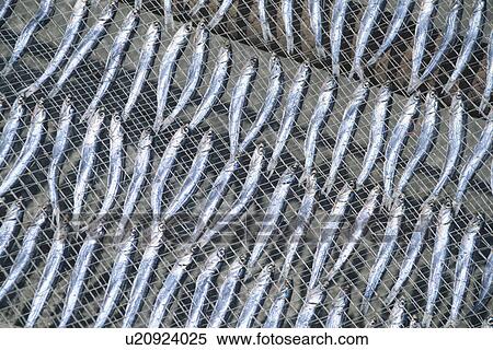 Dried Fish View Large Photo Image Stock Photography - Dried Fish. Fotosearch