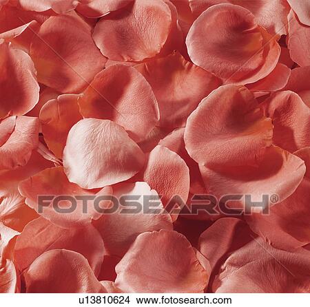 Red Rose Petals View Large Photo Image Picture - Red Rose Petals. Fotosearch