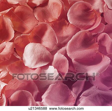 Red Rose Petals View Large Photo Image Stock Photo - Red Rose Petals. Fotosearch