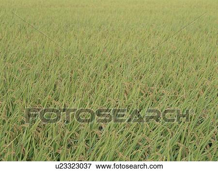 Stock Photo - Rice Field. Fotosearch
