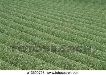 Stock Image - Tea Field. Fotosearch