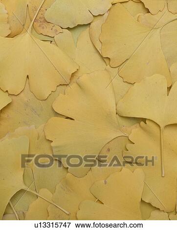 Yellow Ginkgo Leaves View Large Photo Image Stock Photo - Yellow Ginkgo Leaves. Fotosearch