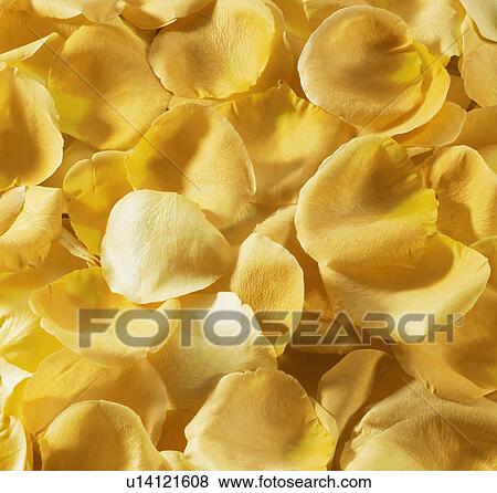 Yellow Rose Petals View Large Photo Image Stock Photo - Yellow Rose Petals. Fotosearch