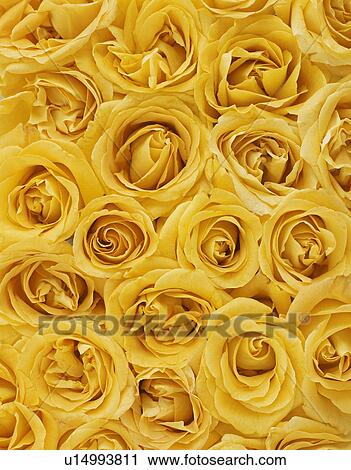 Yellow Roses View Large Photo Image Stock Image - Yellow Roses. Fotosearch