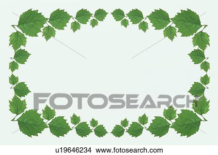 The Square Frame Of Green Leaves View Large Photo Image Picture - The Square Frame Of Green Leaves. Fotosearch