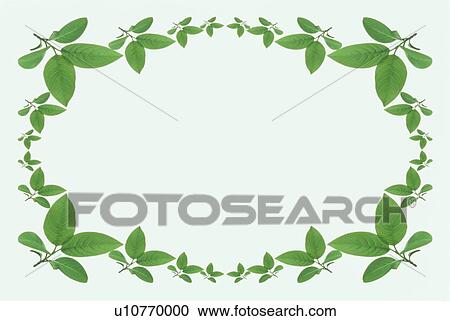 The Square Frame Of Green Leaves View Large Photo Image Stock Image - The Square Frame Of Green Leaves. Fotosearch