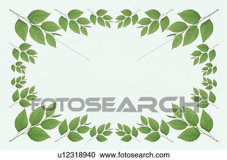 The Square Frame Of Green Leaves View Large Photo Image Stock Image - The Square Frame Of Green Leaves. Fotosearch