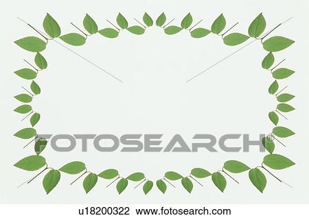 Stock Image - The Square Frame Of Green Leaves. Fotosearch