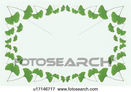 The Square Frame Of Green Leaves View Large Photo Image Stock Photo - The Square Frame Of Green Leaves. Fotosearch