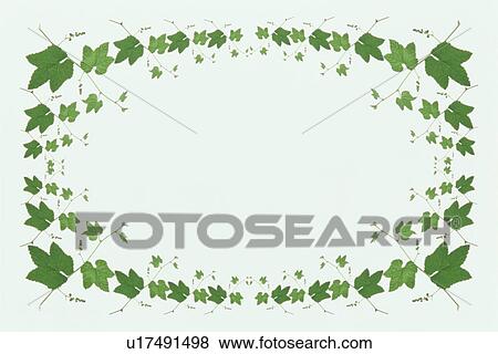 Stock Photo - The Square Frame Of Green Leaves. Fotosearch