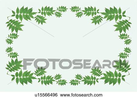 The Square Frame Of Green Leaves View Large Photo Image Stock Photograph - The Square Frame Of Green Leaves. Fotosearch