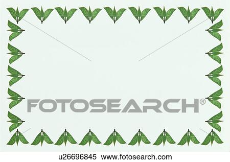 Stock Photography - The Square Frame Of Green Leaves. Fotosearch