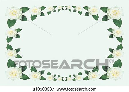 The Square Frame Of Roses View Large Photo Image Stock Photo - The Square Frame Of Roses. Fotosearch