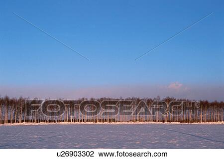 Row Of Bare Trees In Winter View Large Photo Image Stock Image - Row Of Bare Trees In Winter. Fotosearch