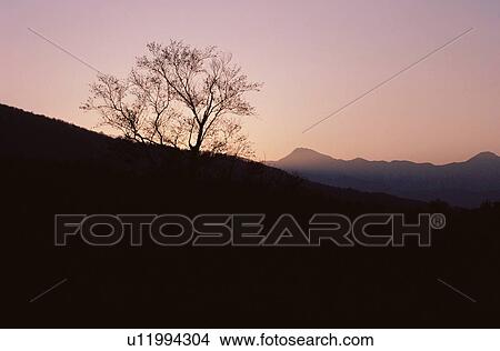 Silhouetted Tree In Morning View Large Photo Image Picture - Silhouetted Tree In Morning. Fotosearch