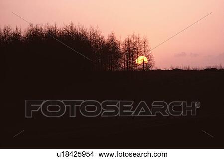 Picture - Sun Rise And Silhouetted Trees. Fotosearch